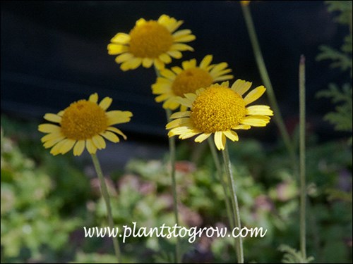 Kelwayi Golden Marguerite Daisy (Anthemis tinctoria) 
Has small ray flower (petal-like structures) and a large center dome made up of disc flower.